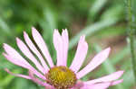 Tennessee purple coneflower